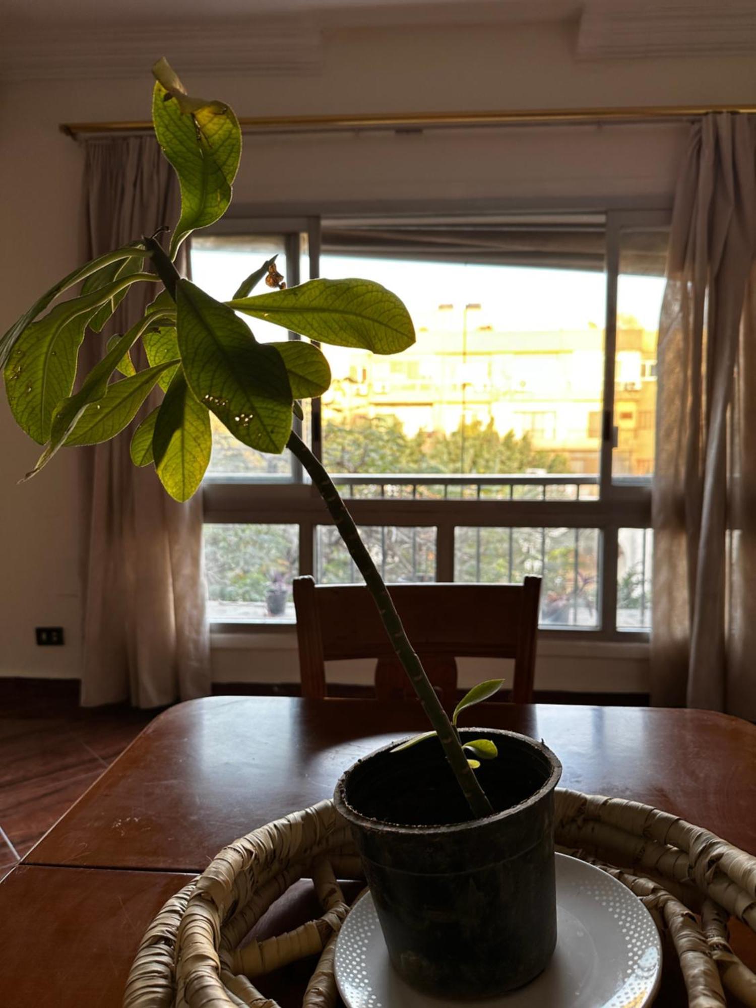 Maadi's Cozy Heavn Appartement